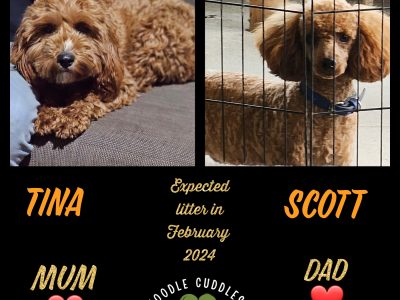🐾🐾Expressions of Interest. Cavoodle Puppies 🐾
