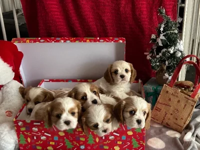 Cavalier King Charles Spaniel – Dubbo