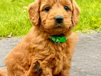 Groodle – Cranbourne