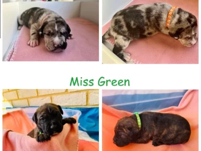 Great Dane/Mastiff pups Ready Now