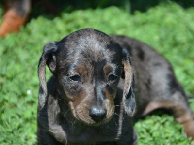 Miniature Dachshund – Wallerawang