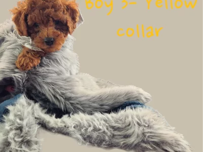 Cavoodle – Kingsgrove