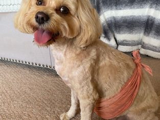 Poodle Mini – Frankston South