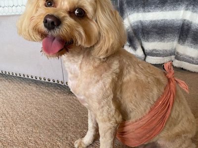 Poodle Mini – Frankston South