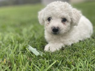 Bichon Frise – Miriam Vale