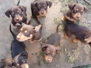 Australian Kelpie – Tongala