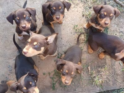 Australian Kelpie – Tongala