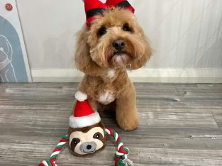 Santa Sloth Plush Rope – DoggyTopia