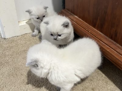 British Shorthair – Harkness