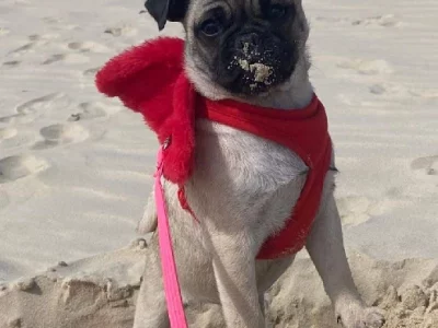 Pug – Strathpine