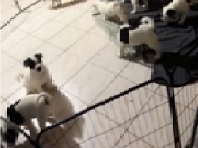 Other Dogs – Coffs Harbour