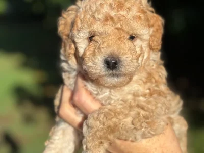 Poodle Mini – Kallangur