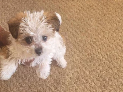 2 x Female Jack Russell X Mini Foxie