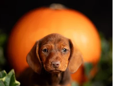 Dachshund – Kiara Adams