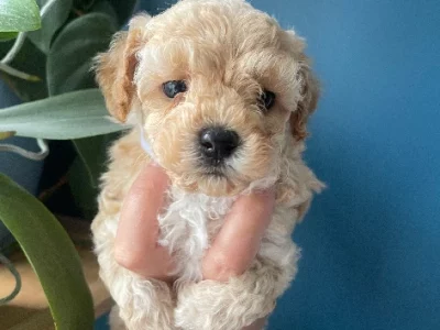 Toy Moodle – Currans Hill