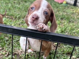 Miniature Dachshund – Tregear