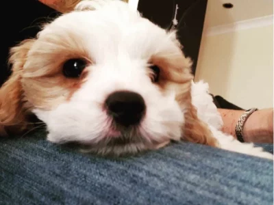 Cavoodle – Middle Swan