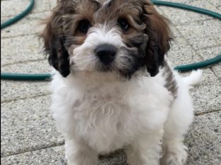 Cavoodle – Ashby