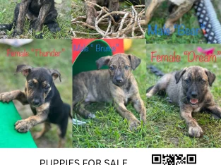 Irish Wolfhound cross Australian Kelpie