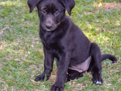 Koolie X Lab puppies price neg