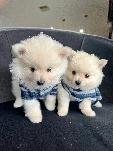 Pomeranian – Fawkner