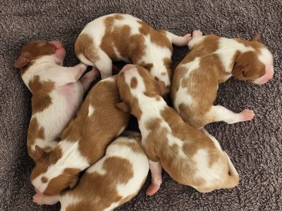 Cavalier King Charles Spaniel – Trundle