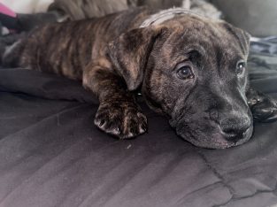 Staffordshire Bull Terrier – Cedar Grove