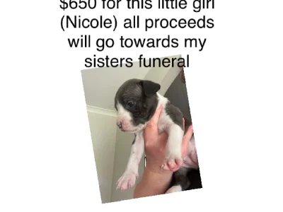 American Staffordshire Bull Terrier – Medowie