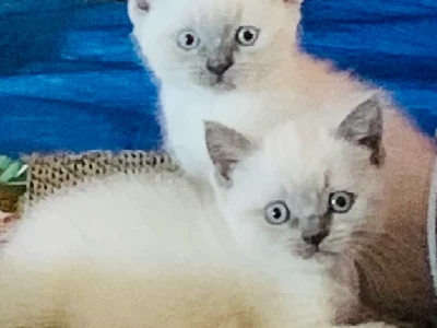 Scottish Fold – Murrumba Downs