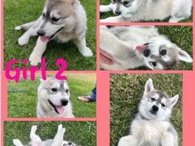 Husky – Bolwarra Heights