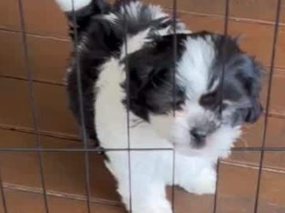 Shoodle – Liverpool