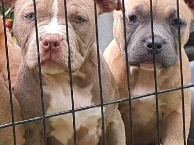 American Bullies – Upper Coomera