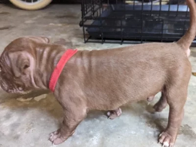 XL American Bully pups