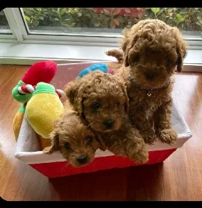 Toy Cavoodle – Casula