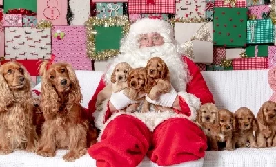 Cockaliers – Cocker Spaniel x King Charles Cavalier