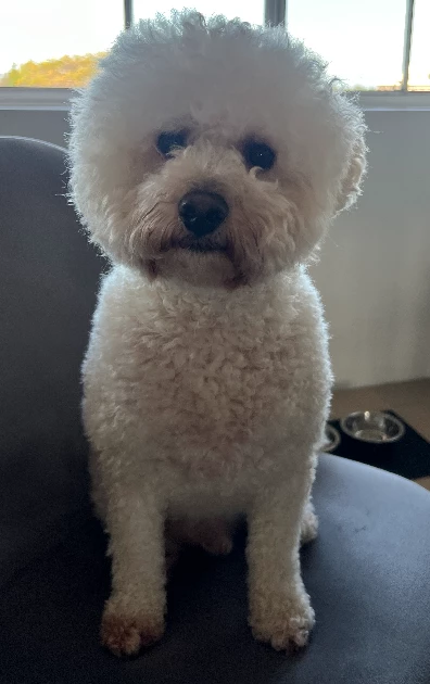 Bichoodle – Chermside