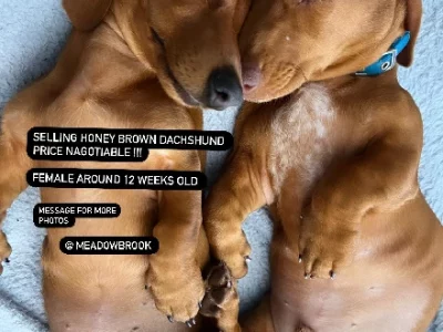 Dachshund – Loganlea