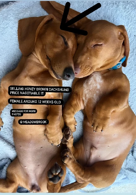 Dachshund – Loganlea