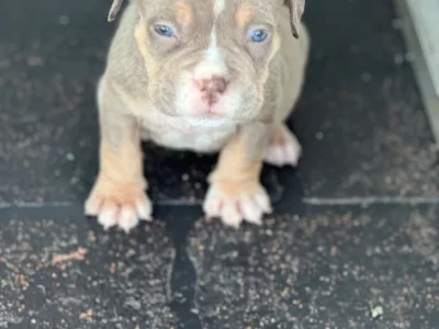 American Bully – Narellan Vale