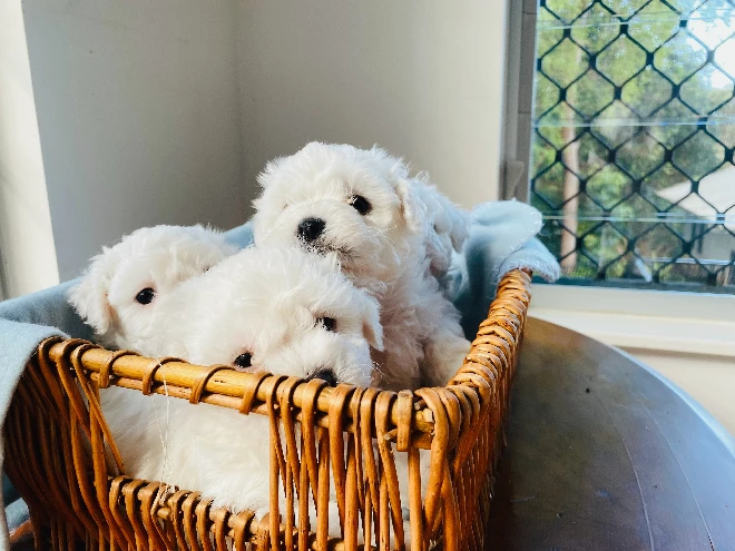 Bichon Frise – Trinity Beach