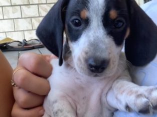 Dachshund – Kensington Grove