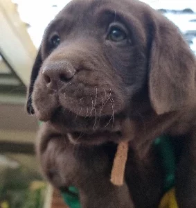 Labrador Retriever – Wantirna