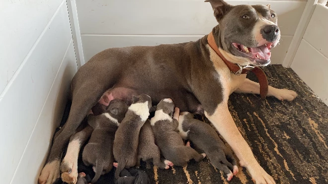 American Staffordshire Bull Terrier – Manilla