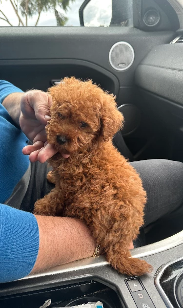 Toy Poodle – Wollert
