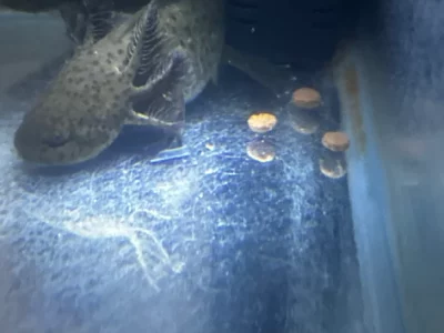 Other Fish – Kogarah