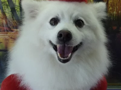 Japanese Spitz – Maylands