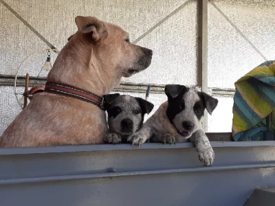 Australian Stumpy Tail Cattle Dog – Mulgildie