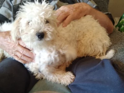 Maltese – Seventeen Mile Rocks