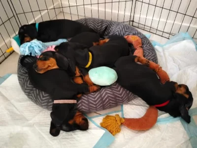 Miniature Dachshund – Gympie