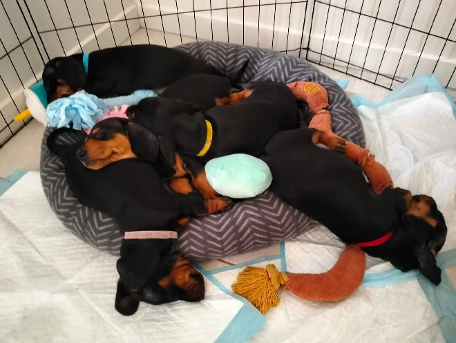Miniature Dachshund – Gympie